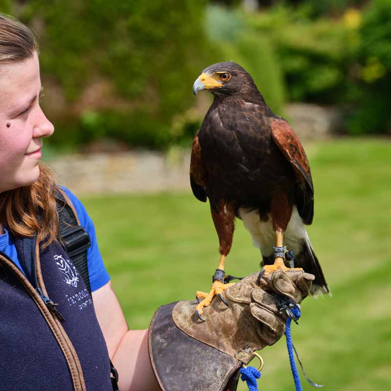 Falcon perched proudly on guest leather glove during estate hawk walk